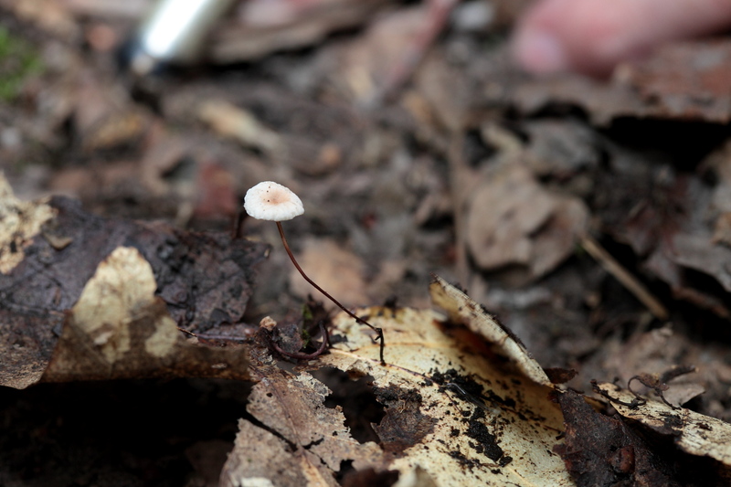 Marasmius bulliardii : Un tout tout petit Img74510