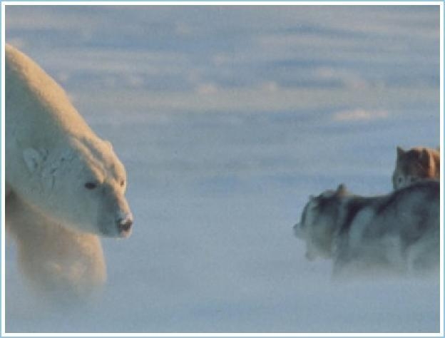 Rencontre d'un Ours polaire avec des chiens de traineau 1-ours10