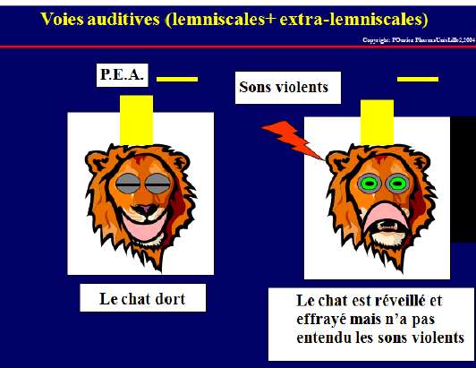 La section du Flood/Troll, à vos marques, prêt, GAU ! Lol11