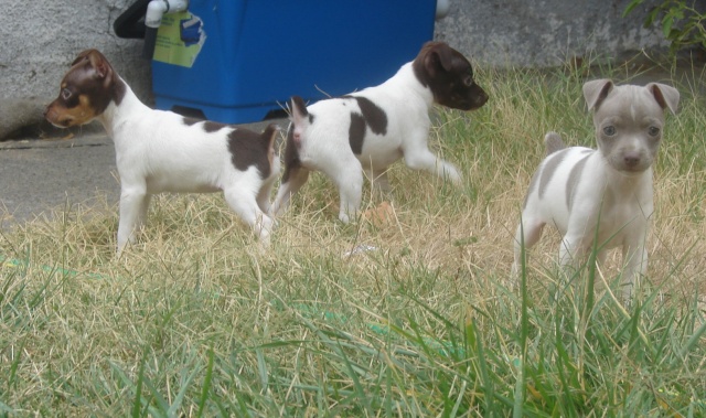 Puppies** Toy Rat Terriers All_th11