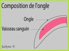 coupage de griffe Griffe14