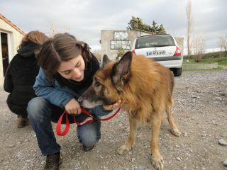 OREGA abandonné à 13 ans   SPA  de Carcassonne (11) 40823810