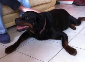 HEROS Rottweiler de 7 ans ADOPTE 39984510