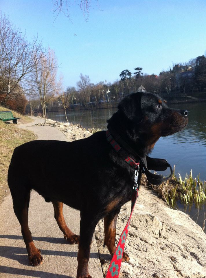 HEROS Rottweiler de 7 ans ADOPTE 40263210