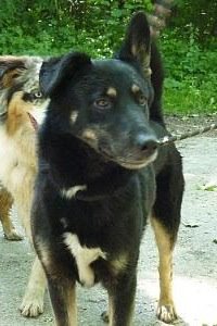 Orton, croisé Beauceron de 6 ans à l'adoption, en FA dans le 78 55435010