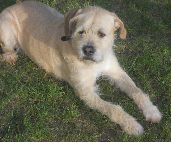 CALY, magnifique petite griffonne de 3 ans - ADOPTEE 55459010