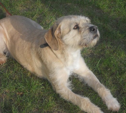 CALY, magnifique petite griffonne de 3 ans - ADOPTEE 56014710