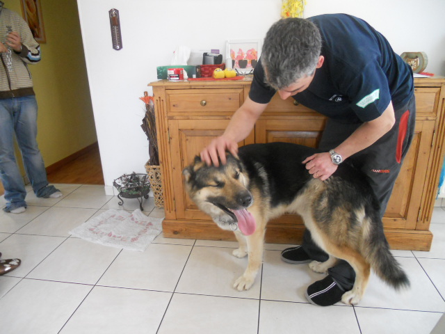 Polo croisé Berger Allemand Husky d'un an et demi ADOPTE Polo_026