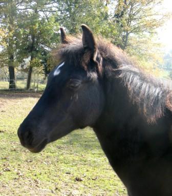 Jolie pouliche Paint Horse Noire : VENDUE ! 13nov215