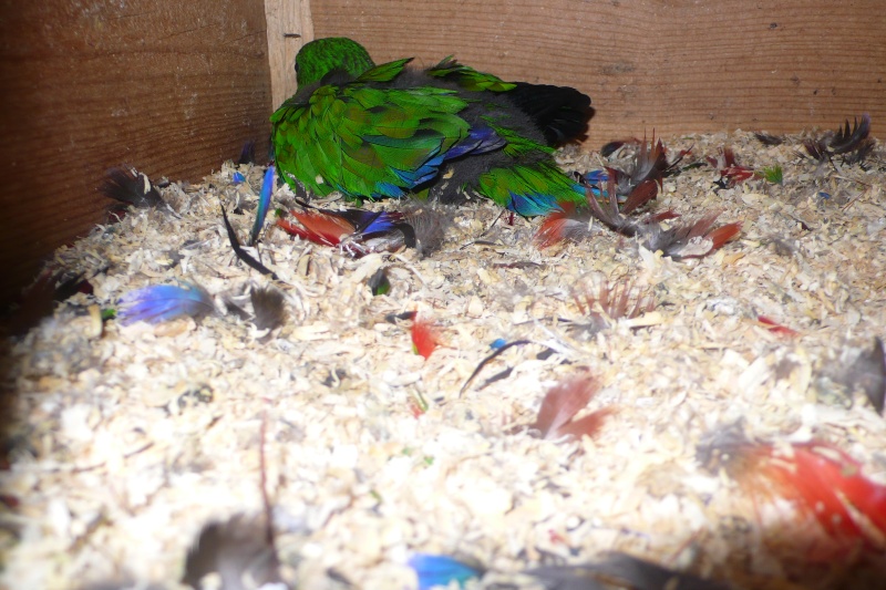 ECLECTUS POLY . - Page 3 P1050044