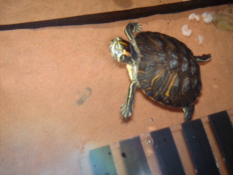 Ma tortue  Hpim1414