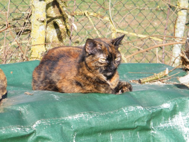 Perdue Chatte ecaille tortue, Saint-Pierre oléron (17) Fefrie10