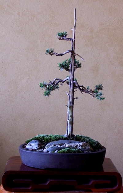 Upright needle (or procumbens) juniper 10-01-10