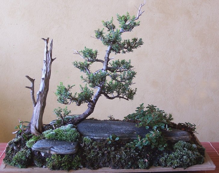 Juniperus virginiana landscape 10-11_15