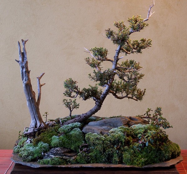 Juniperus virginiana landscape 3-12_t13