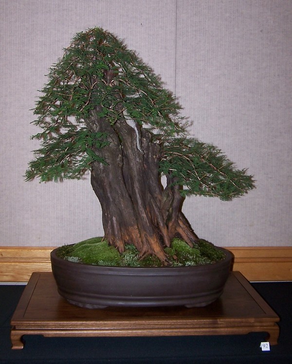 A few trees from the Carolina Bonsai Expo 2011 Bald_c12