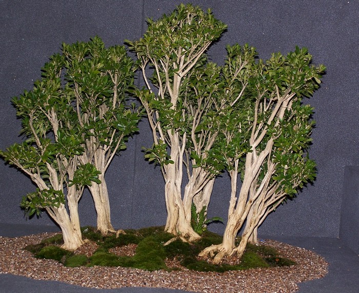 A few trees from the Carolina Bonsai Expo 2011 Boxwoo10