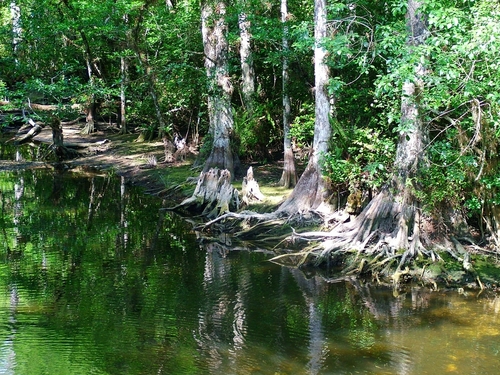 bald cypress question - Page 2 Dome210