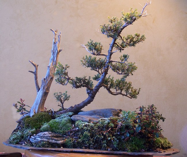 Juniperus virginiana landscape Landsc11