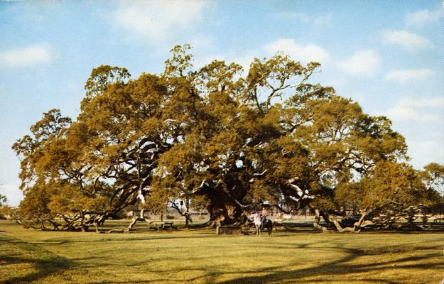 Boxwood/live oak Ligve_10