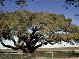 Boxwood/live oak Live_011