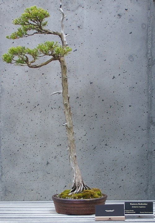 literati bonsai Red_ce10