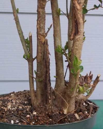 Ligustrum sinensis clump Tall_010