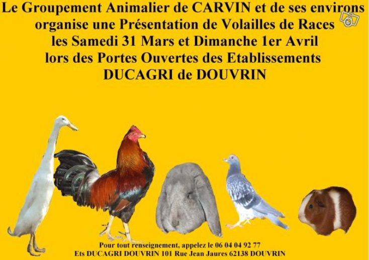 Présentation Volailles de races DOUVRIN Carvin13