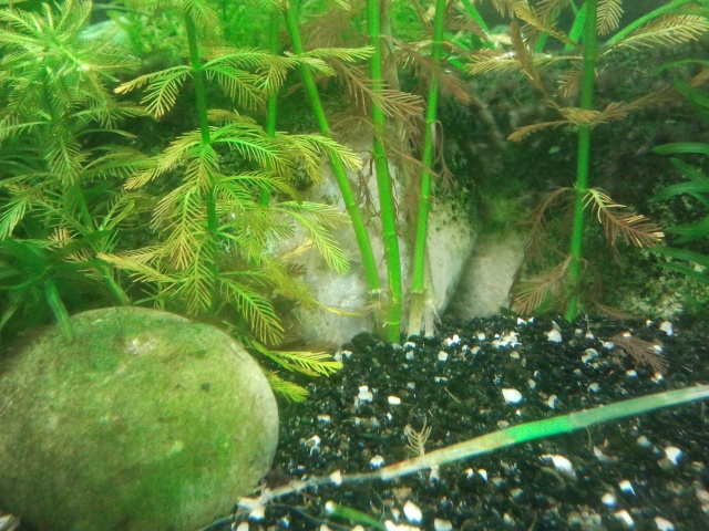 souci de plantes et algues dans table aquarium 2011-011