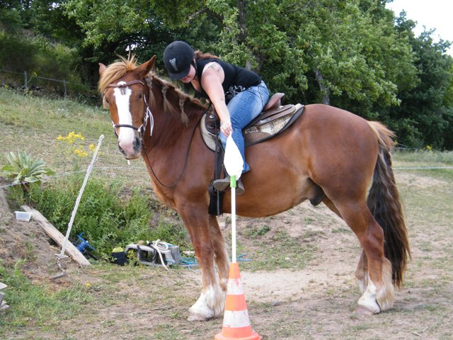 Autres races de chevaux monter en Western  Dscf6623