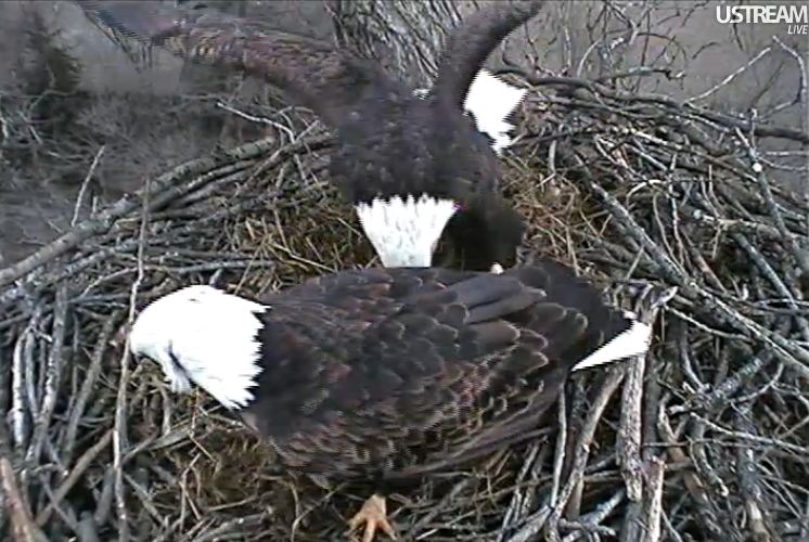 nesting - Diversen Eagle cams campics 2012/2013 - Pagina 4 1164-m10