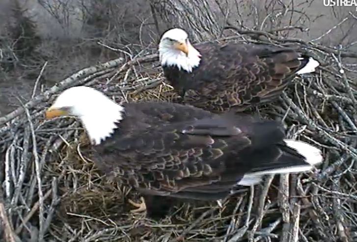 nesting - Diversen Eagle cams campics 2012/2013 - Pagina 4 1165-d10