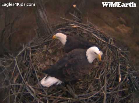 nesting - Diversen Eagle cams campics 2012/2013 - Pagina 2 1504