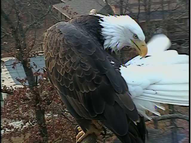 Lake of the Ozarks Eagles>> Elsie and Einstein 2012 / 2013 - Pagina 3 1992