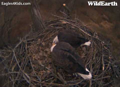 nesting - Diversen Eagle cams campics 2012/2013 - Pagina 2 2380