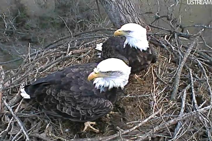 nesting - Diversen Eagle cams campics 2012/2013 - Pagina 2 243-mo10