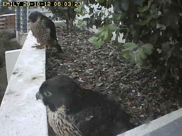 Robyn Hills falcons 2012/2013 - Pagina 5 31717410