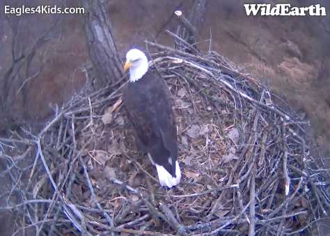 nesting - Diversen Eagle cams campics 2012/2013 - Pagina 2 3300