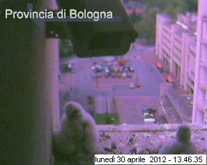 Bologna/Diana & Rex 2012 - Pagina 2 3514