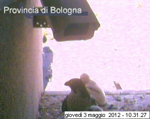 Bologna/Diana & Rex 2012 - Pagina 2 3518