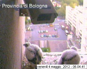 Bologna/Diana & Rex 2012 - Pagina 2 3519