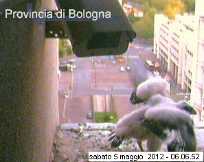 Bologna/Diana & Rex 2012 - Pagina 2 3521
