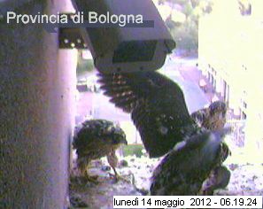 Bologna/Diana & Rex 2012 - Pagina 3 3529