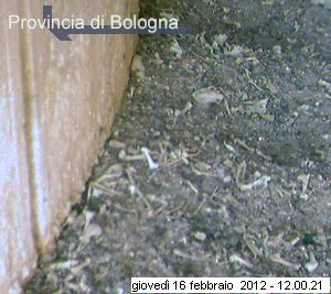 Bologna/Diana & Rex 2012 3610