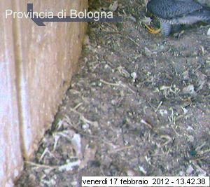 Bologna/Diana & Rex 2012 36_212