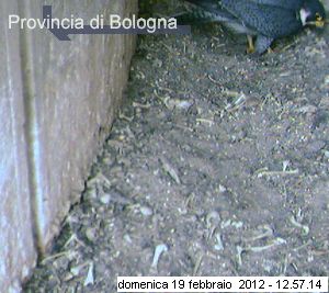 Bologna/Diana & Rex 2012 36_413