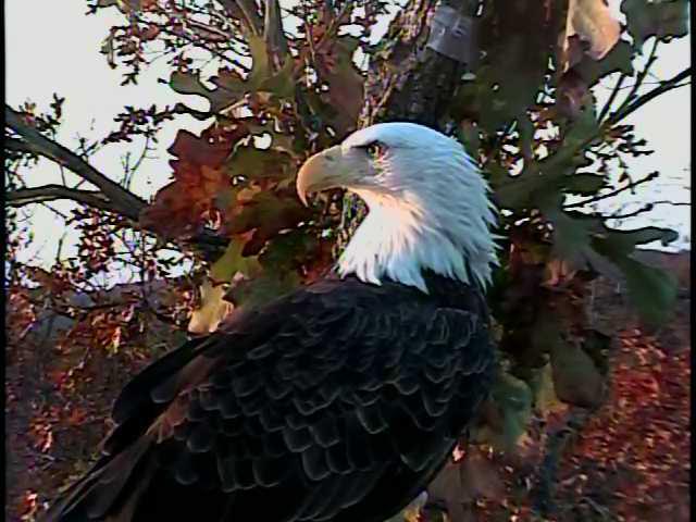 Lake of the Ozarks Eagles>> Elsie and Einstein 2012 / 2013 - Pagina 3 40471910