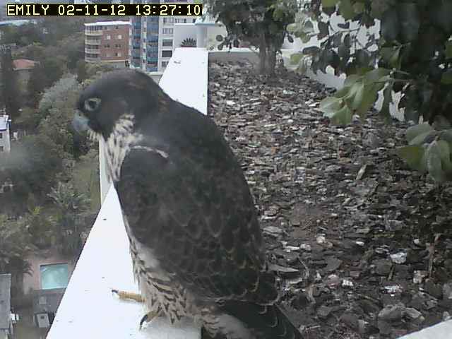 Robyn Hills falcons 2012/2013 - Pagina 6 52344210