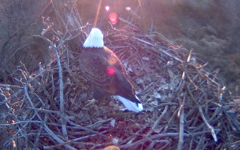 nesting - Diversen Eagle cams campics 2012/2013 - Pagina 2 6-110