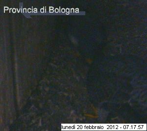 Bologna/Diana & Rex 2012 7132